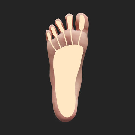 Feet skeleton